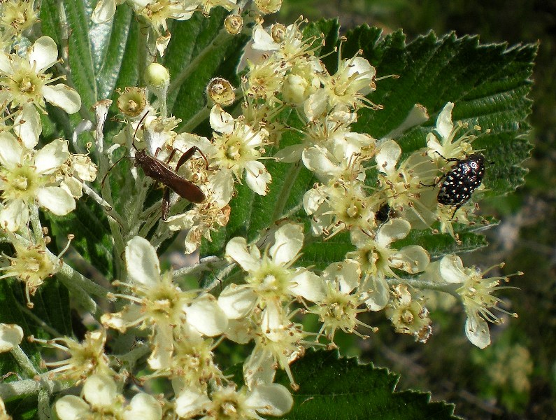 Oxythirea funesta e Camptopus lateralis